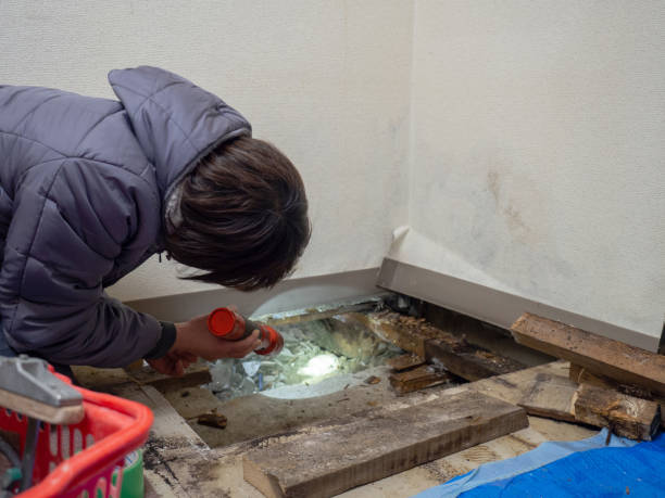 Best Mold Odor Removal Services  in Corte Madera, CA