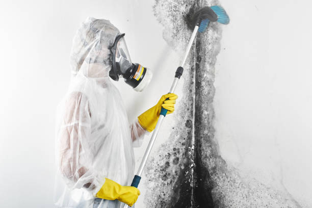 Mold Remediation for Rental Properties in Corte Madera, CA