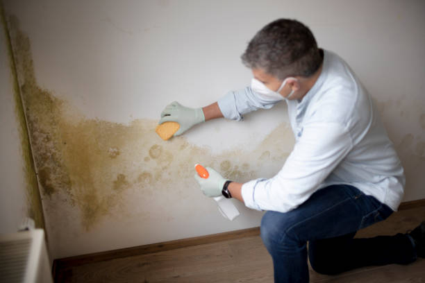 Best Flood Damage  in Corte Madera, CA