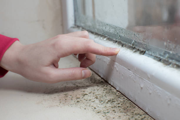 Corte Madera, CA Mold Removal Company